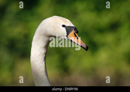 Porträt eines weißen Schwans / Cygnus Olor Stockfoto