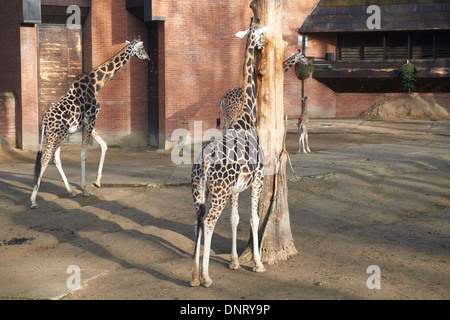 Giraffen im ZOO, Lidove Sady (Folk Obstgärten), Liberec, Tschechische Republik Stockfoto