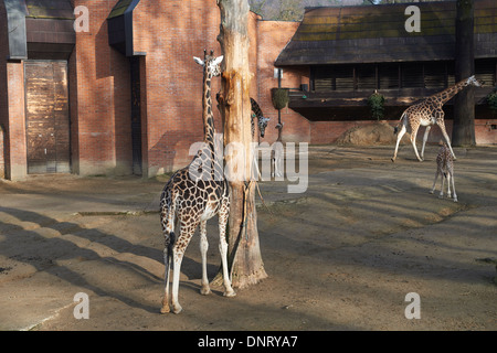 Giraffen im ZOO, Lidove Sady (Folk Obstgärten), Liberec, Tschechische Republik Stockfoto