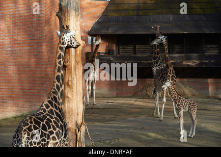 Giraffen im ZOO, Lidove Sady (Folk Obstgärten), Liberec, Tschechische Republik Stockfoto