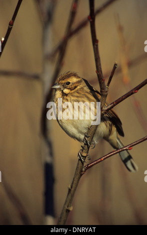 REED BUNTING (Emberiza Schoeniclus) Erwachsenfrau im Winterkleid Marshside RSPB Reserve Southport Merseyside UK Stockfoto