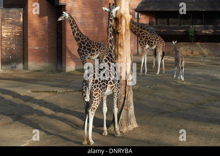 Giraffen im ZOO, Lidove Sady (Folk Obstgärten), Liberec, Tschechische Republik Stockfoto