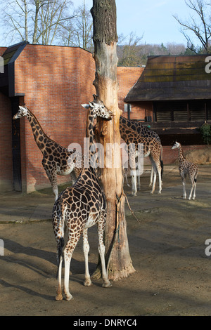 Giraffen im ZOO, Lidove Sady (Folk Obstgärten), Liberec, Tschechische Republik Stockfoto