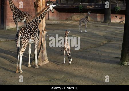 Giraffen im ZOO, Lidove Sady (Folk Obstgärten), Liberec, Tschechische Republik Stockfoto