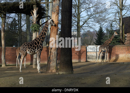 Giraffen im ZOO, Lidove Sady (Folk Obstgärten), Liberec, Tschechische Republik Stockfoto