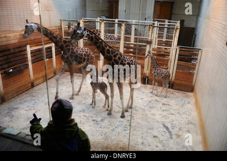 Giraffen im ZOO, Lidove Sady (Folk Obstgärten), Liberec, Tschechische Republik Stockfoto