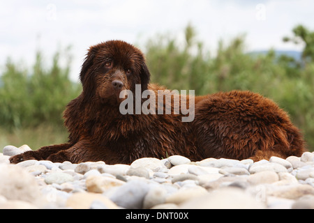 Neufundland Hund / Erwachsener (braun) liegen auf den Felsen Stockfoto