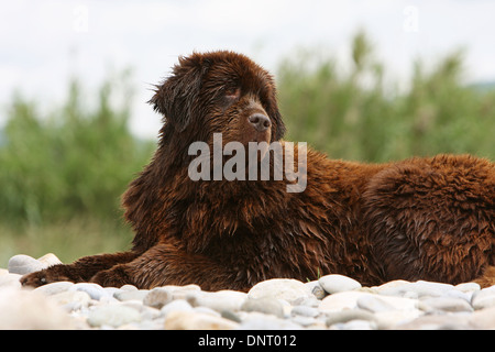 Neufundland Hund / Erwachsener (braun) liegen auf den Felsen Stockfoto