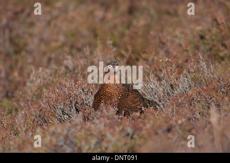 Weibliche Moorschneehuhn (Lagopus Lagopus Scotica), Highlands, Schottland, Vereinigtes Königreich Stockfoto
