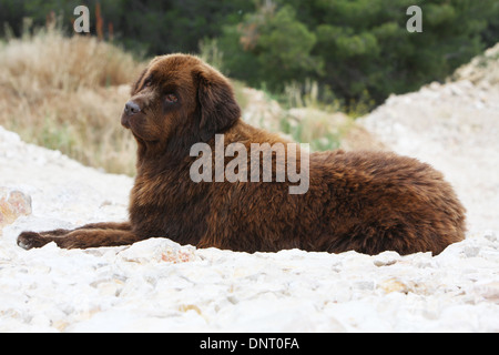 Neufundland Hund / Erwachsener (braun) liegen auf den Felsen Stockfoto