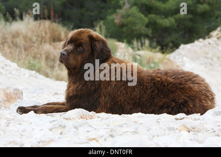 Neufundland Hund / Erwachsener (braun) liegen auf den Felsen Stockfoto