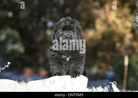 Neufundland Hund / Welpe sitzt auf einem Felsen Stockfoto