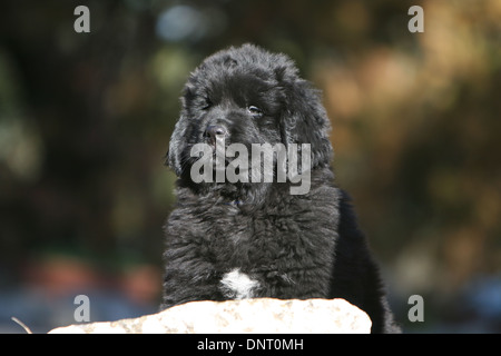 Neufundland Hund / Welpe sitzt auf einem Felsen Stockfoto