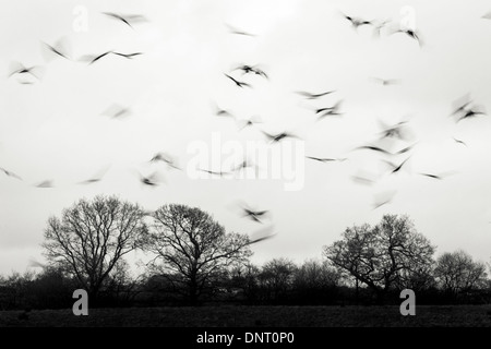 Rotmilan (Milvus Milvus) mit langsamen Verschlusszeit in schwarz und weiß bei Rotmilan Futterstation in Rhayader, Mid Wales erfasst Stockfoto