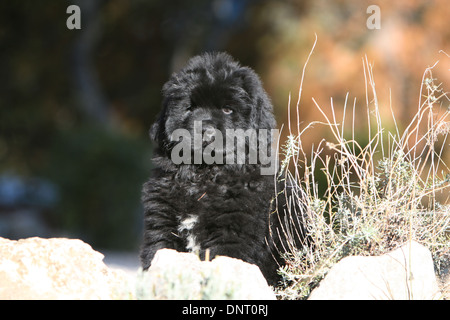 Neufundland Hund / Welpe sitzt auf einem Felsen Stockfoto