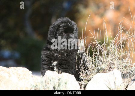 Neufundland Hund / Welpen sitzen auf den Felsen Stockfoto