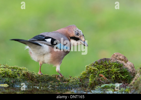 Jay (Garrulus Glandarius) sitzt auf das Ende eines Teiches bedeckt im bemoosten Felsen, Pembrokeshire, Wales, UK Stockfoto