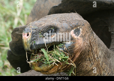 Riesenschildkröte Weiden, Santa Cruz, Galapagos Stockfoto