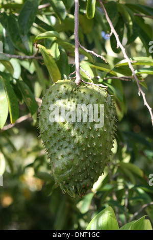 Soursop Annona Muricata, Rikitea, Mangareva, Gambier Inseln, Französisch-Polynesien Stockfoto