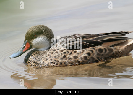 Weiße-cheeked Pintail Anas Bahamensis Galapagensis, Floreana, Galapagos Stockfoto