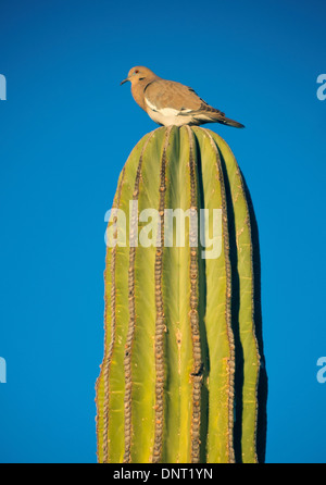 Eine weiße Winged Taube (Zenaida Asiatica) hoch oben auf einem Kaktus Cardon. Stockfoto