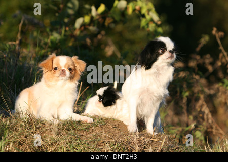 Japan Chin Hund / japanischer Spaniel zwei Erwachsene verschiedenen Farben (rot und schwarz) Stockfoto