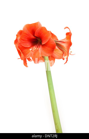 Rote Koralle Amaryllis Blume isoliert auf einem weißen Studio-Hintergrund. Stockfoto
