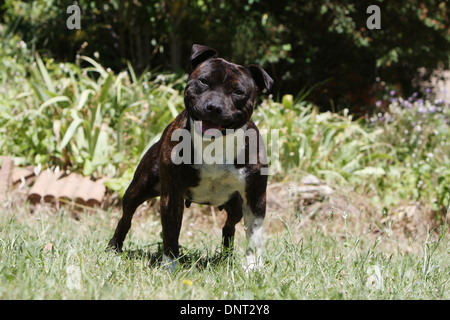 Staffordshire Bull Terrier Hund / Staffie / Erwachsener (gestromt) steht in einem Garten Stockfoto