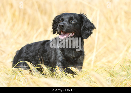 Brittany Spaniel Hund / Epagneul Breton Erwachsenen stehen in einem Feld Stockfoto