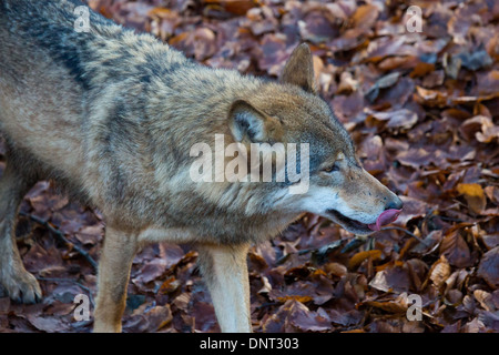 Captive graue Wölfe im zoo Stockfoto