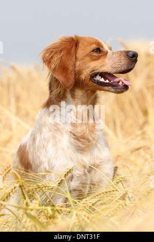 Brittany Spaniel Hund / Epagneul Breton Erwachsener (Orange und weiß) Porträt Profil Stockfoto