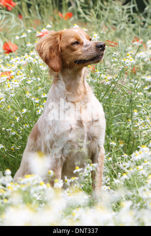 Brittany Spaniel Hund / Epagneul Breton Erwachsener (Orange und weiß) sitzen auf einer Wiese Stockfoto