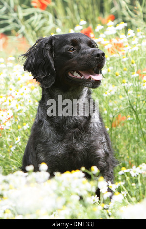 Brittany Spaniel Hund / Epagneul Breton Erwachsenen sitzen auf einer Wiese Stockfoto