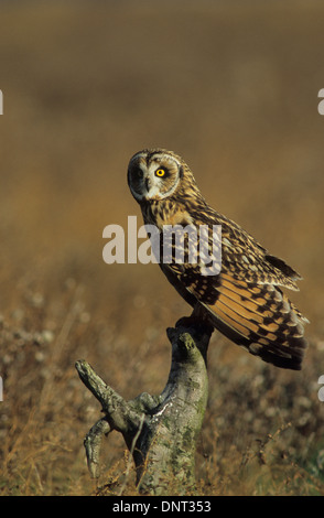 SUMPFOHREULE (Asio Flammeus) Erwachsenen thront in der späten Nachmittagssonne Ribble Sümpfe Southport Merseyside UK Stockfoto