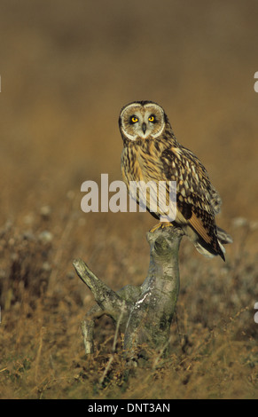 SUMPFOHREULE (Asio Flammeus) Erwachsenen thront in der späten Nachmittagssonne Ribble Sümpfe Southport Merseyside UK Stockfoto