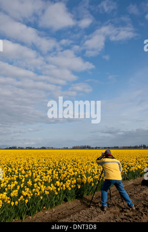 Ein Fotograf komponiert ein Feld von Narzissen während der Skagit Valley Tulip Festival in Mount Vernon, Washington. Stockfoto