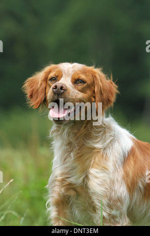 Brittany Spaniel Hund / Epagneul Breton Erwachsene (orange und weiß)-Porträt Stockfoto