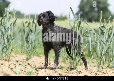 Brittany Spaniel Hund / Epagneul Breton Erwachsenen stehen in einem Feld Stockfoto