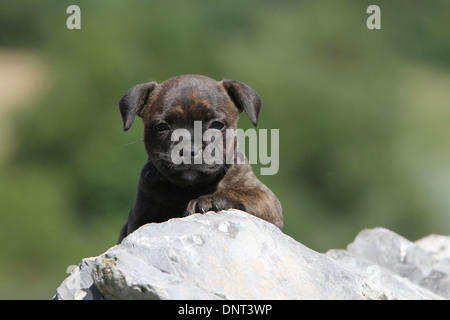 Staffordshire Bull Terrier Hund / Staffie Welpen auf einem Felsen liegend Stockfoto
