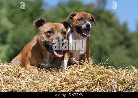 Staffordshire Bull Terrier Hund / Staffie Welpen auf einem Strohballen und Erwachsene Stockfoto