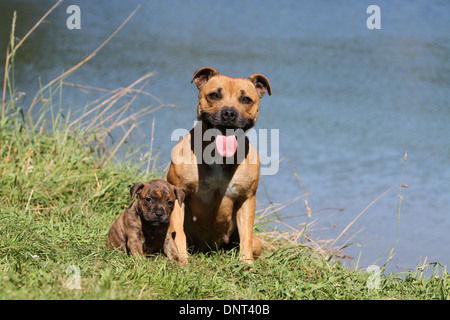 Staffordshire Bull Terrier Hund / Staffie Welpen am Rande eines Sees und Erwachsene Stockfoto