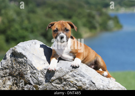 Staffordshire Bull Terrier Hund / Staffie Welpen auf einem Felsen liegend Stockfoto