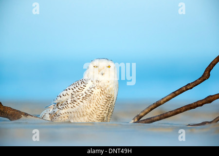 Schneeeule friedlich ruhen am Strand von New Jersey Stockfoto