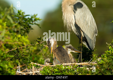 Great Blue Heron Küken im Nest in Venedig Rookery, Florida Stockfoto