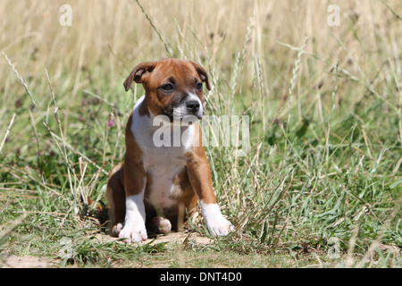 Staffordshire Bull Terrier Hund / Staffie Welpen sitzen auf einer Wiese Stockfoto