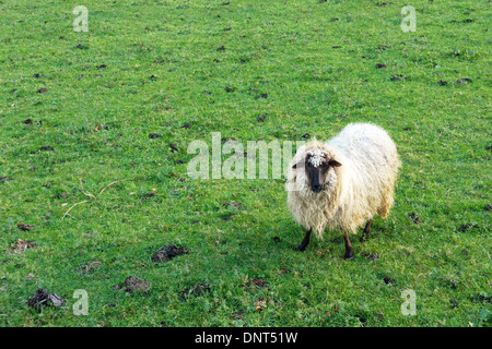 Schafe, die auf der Suche auf dem grünen Rasen Stockfoto
