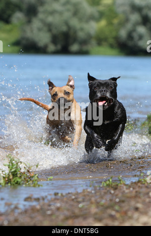 Staffordshire Bull Terrier Hund / Staffie zwei Erwachsene in einem See laufen Stockfoto