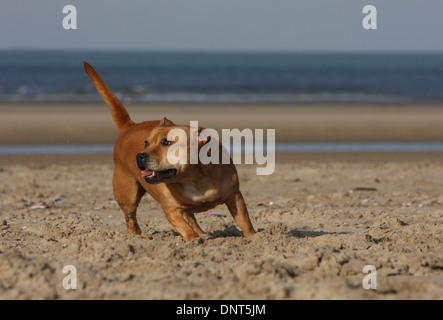 Staffordshire Bull Terrier Hund / Staffie Erwachsenen laufen am Strand Stockfoto