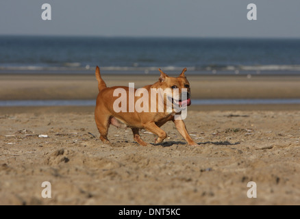 Staffordshire Bull Terrier Hund / Staffie Erwachsenen laufen am Strand Stockfoto