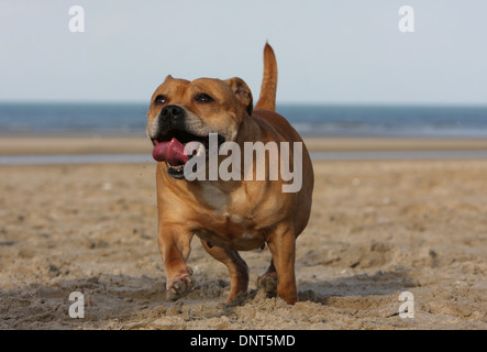 Staffordshire Bull Terrier Hund / Staffie Erwachsenen laufen am Strand Stockfoto